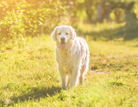 golden retriever walking in a meadow on a sunny day