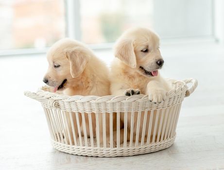 Playful retriever puppies inside white basket