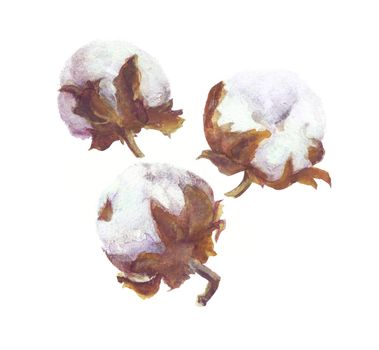 Cotton Flower Bolls Watercolor Painting. Handdrawn Botanical