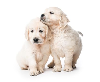 Cute two golden retriever puppies together isolated on white background