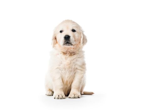 Cute little golden retriever puppy sitting isolated on white background