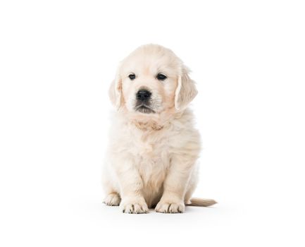 Little golden retriever puppy side view isolated on white background