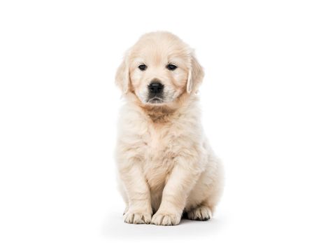Cute little golden retriever puppy sitting isolated on white background