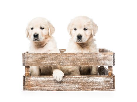 Cute four funny golden retriever puppies in basket isolated on white background