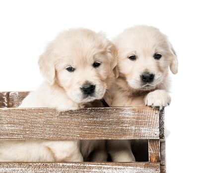 Cute four funny golden retriever puppies in basket isolated on white background