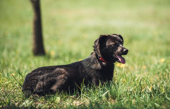 Black little dog with red collar laying on grass field