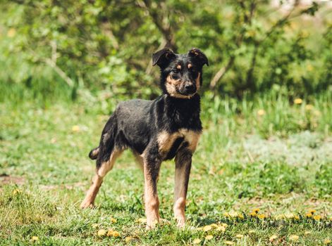 Cute black alert mongrel dog in the grass