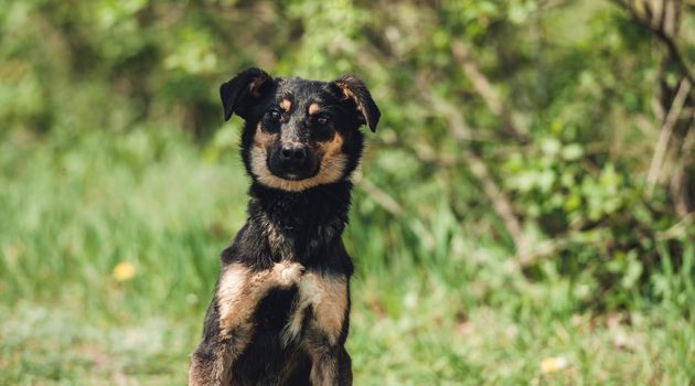 Cute black alert mongrel dog sitting alone in the grass