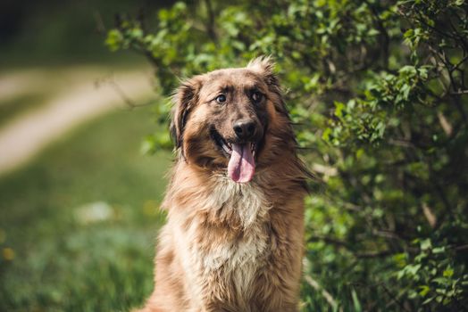 Handsome brown furry stray dog, with long pink tongue