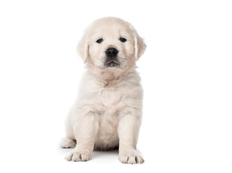 Cute little golden retriever puppy sitting isolated on white background