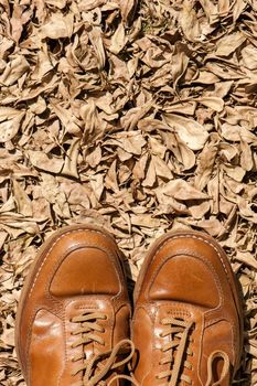 closeup brown leather fashion shoes in the garden (outdoor shoot)