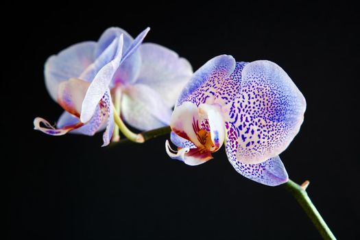 Beautiful blue orchid against black background. Branch of two orchid tropical flowers on black