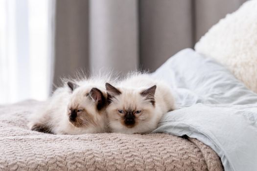 Cute fluffy ragdoll kittens sleeping together in the bed. Portrait of two american breed feline kitty resting at home with daylight. Little purebred domestic cats napping