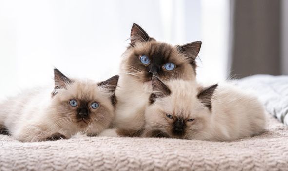 Adorable ragdoll cat with beautiful blue eyes lying in the bed with two sleeping kittens. Feline family at home. Mother pet and her kitty children together