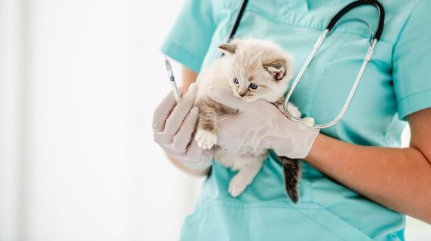 Woman veterinarian specialist holding in her hands cute ragdol kitten with beautiful blue eyes and going to vaccinate it. Adorable fluffy kitty at vet clinic before injection