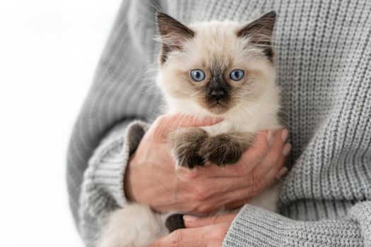 Woman hands holding adorable Ragdoll kitten looking at the camera. Cute little kitty with beautiful blue eyes at home with owner