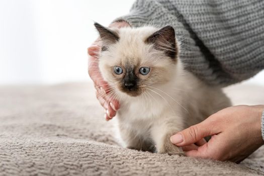 Ragdoll kitten sitting on the sofa pillow and hands of woman owner holding it. Adorable little kitty child with human at home
