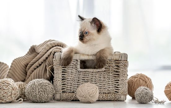 Adorable ragdoll kitten sitting in the basket with yarn balls and looking back in the room with daylight. Beautiful kitty at home alone