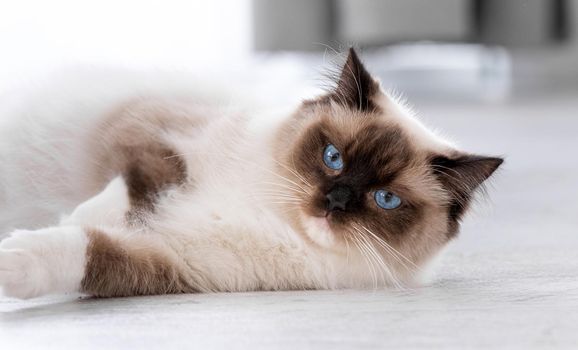 Adorable ragdoll cat with incredible beautiful blue eyes lying on the floor at home and looking at the camera. Closeup portrait of breed feline pet indoors