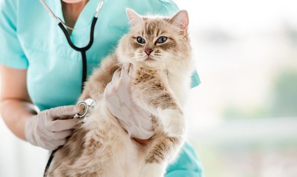 Woman veterinarian holding fluffy ragdoll cat with blue eyes and examining it during medical care procedures at vet clinic. Portrait of adorable purebred feline pet in animal hospital