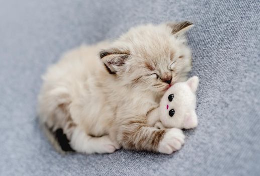 Adorable little ragdoll kitten sleeping hugging knitted toy on light blue fabric during newborn style photoshoot in studio. Cute napping kitty cat portrait