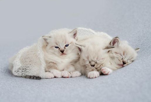 Three adorable fluffy ragdoll kittens sweety sleeping together under knitted blanket on light blue fabric during newborn style photoshoot in studio. Cute napping resting kitty cats portrait