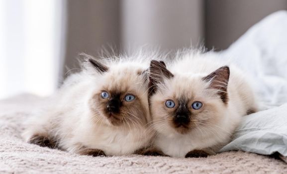 Cute fluffy ragdoll kittens lying close to each other and sleeping together in the bed. Portrait of two american breed feline kitty resting at home with daylight. Little purebred domestic cats napping