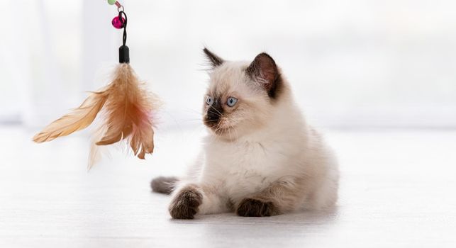 Cute fluffy ragdoll kitten witn beautiful blue eyes lying on the floor and playing with toy with feathers. Portrait of american breed feline kitty at home. Little purebred domestic cat