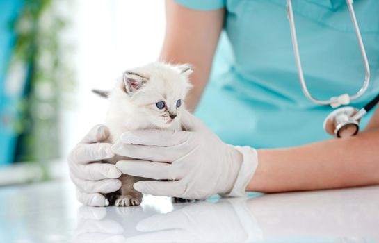 Adorable ragdoll kitten at vet clinic. Woman veterinarian hands holding cute purebred fluffy kitty during medical care examining