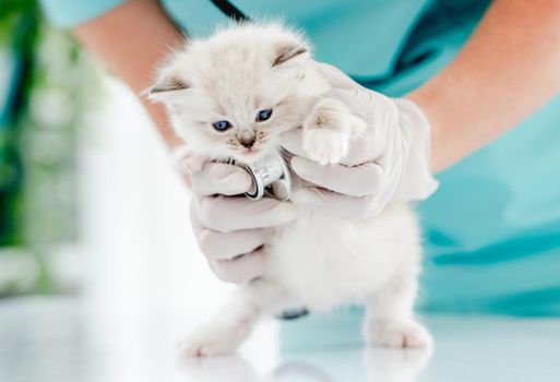 Woman veterinarian holding cute ragdoll kitten during medical care examining at vet clinic. Closeup portrait of adorable fluffy purebred kitten in animal hospital