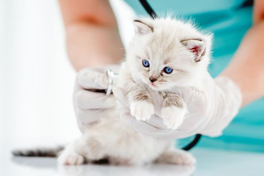 Woman veterinarian holding cute ragdoll kitten with beautiful blue eyes and examining it at vet clinic. Portrait of fluffy purebred kitten in animal hospital during medical care