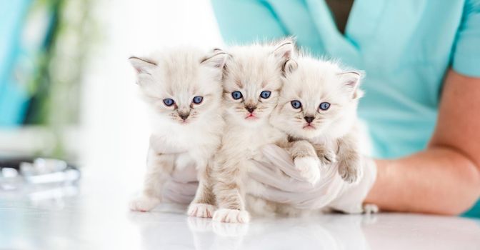 Three adorable fluffy ragdoll kittens with beautiful blue eyes sitting on table at vet clinic and looking at camera. Woman veterinarian specialist holding cute purebred kitty cats during medical care