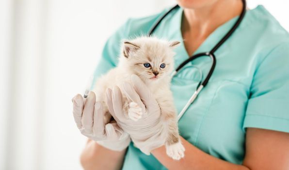 Woman veterinarian specialist holding in her hands cute ragdol kitten with beautiful blue eyes. Adorable fluffy kitty at vet clinic