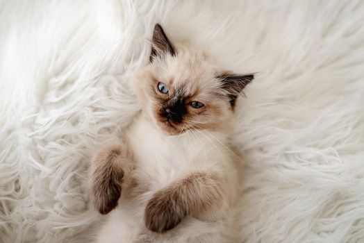 Cute fluffy ragdoll kitten witn beautiful blue eyes lying on the bed and resting. Portrait of american breed feline kitty at home with daylight. Little purebred domestic cat indoors