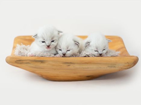 Three adorable tiny ragdoll kittens lying on the wooden stand with fur isolated on white background with copyspace. Cute little cats sleeping together