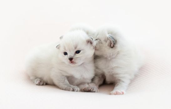 Adorable tiny ragdoll kittens lying together isolated on white background with copyspace. Cute little purebred cats in studio photoshoot