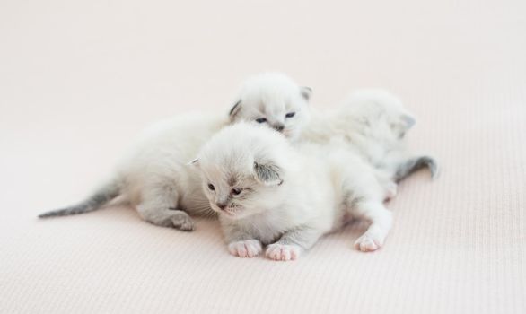 Three adorable tiny ragdoll kittens lying isolated on white background with copyspace. Cute little purebred cats falling asleep together