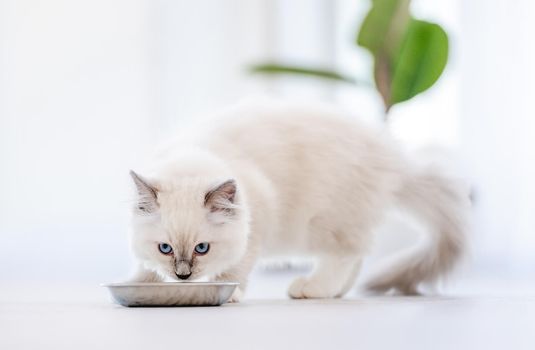 Lovely fluffy white ragdoll cat eating feed from bowl in light room and looking at camera with beautiful eyes. Beautiful purebred feline pet outdoors with food