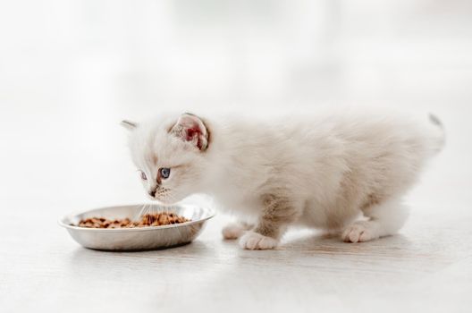 Adorable ragdoll kitty standing with tail up close to metal bowl with feed and sniffing food. Cute purebred kitten going to eat in light room with blurred white background