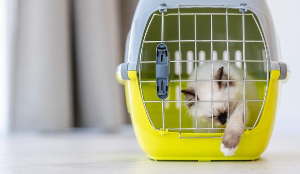 Adorable ragdoll cats sitting closed in pet carrying for transportation and trying open it with its paw. Purebred fluffy domestic feline animal inside basket with metal lattice