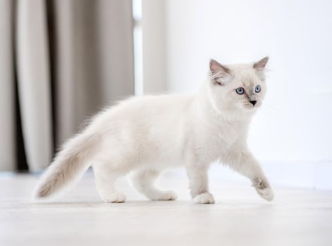 Lovely fluffy white ragdoll cat walking in light room and looking back with beautiful blue eyes. Adorable purebred feline pet outdoors