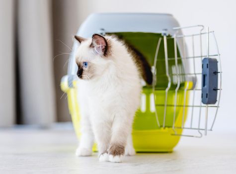 Adorable white ragdoll cat goes out from pet carrying for transportation. Purebred fluffy domestic feline animal and basket with metal lattice opened