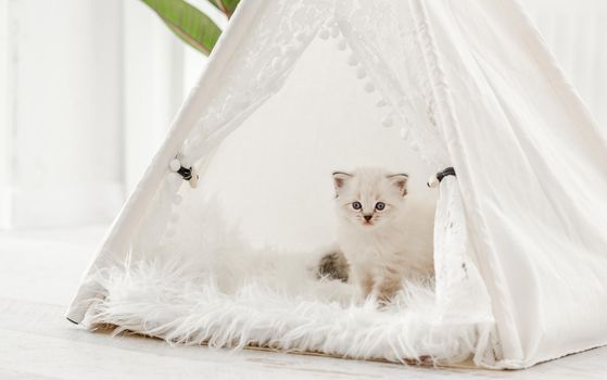 Cute small ragdoll kitten standing on fur and looking out from white curtain tent. Adorable breed kitty cat with beautiful blue eyes during studio photoshoot