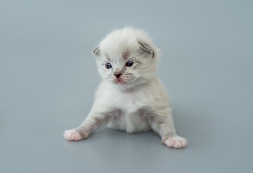 Adorable fluffy ragdoll kitten sitting and looking back isolated on light blue background with copyspace. Little furry cute purebred kitty