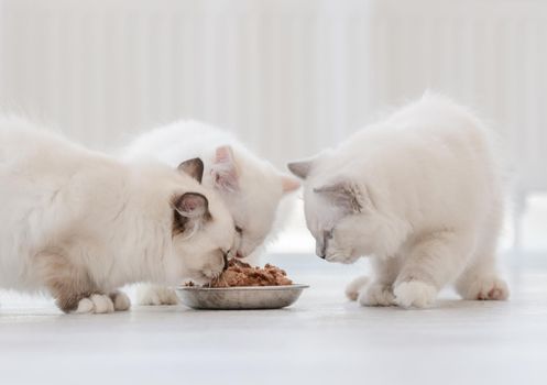 Three lovely fluffy white ragdoll cats eating feed from bowl in light room. Beautiful purebred feline pets outdoors with food together