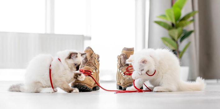 Two lovely fluffy white ragdoll kittens sitting on the floor in light room and playing with red lace of pair of boots. Beautiful purebred feline cats kitty outdoors with shoes