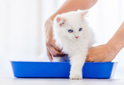 Owner holding lovely fluffy white ragdoll cat sitting in blue tray and teaching it goes to toilet place. Beautiful purebred feline pet outdoors