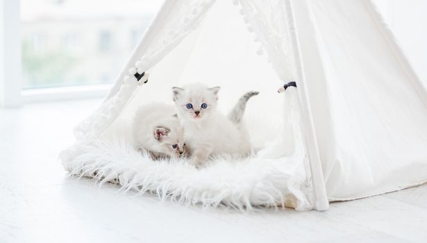 Two small cute ragdoll kittens with beautiful blue eyes inside white curtain tent on fur. Adorable purebred little kitty cats during studio photoshoot