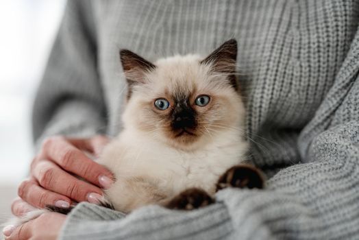 Woman hands holding adorable Ragdoll kitten looking at the camera. Cute little kitty with beautiful blue eyes at home with owner