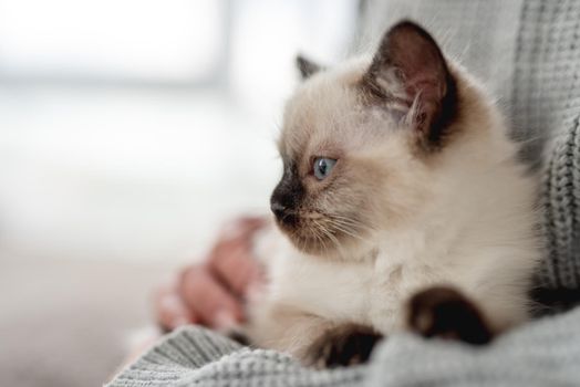 Woman hands holding adorable Ragdoll kitten looking at the camera. Cute little kitty with beautiful blue eyes at home with owner